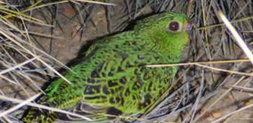 Ornitolozi pronašli pticu za koju su mislili da je izumrla prije 100 godina