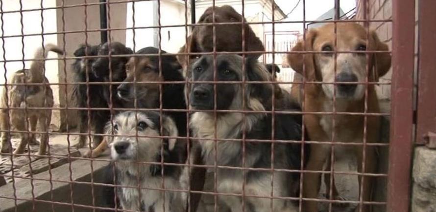 Počela gradnja novog azila za napuštene pse