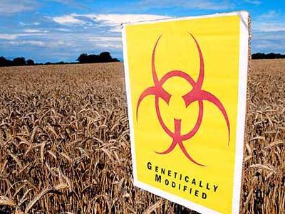 Srbija zbog GMO hrane neće postati članica WTO-a?