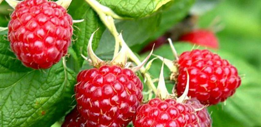 Opština Foča u projektu podrške proizvođačima maline