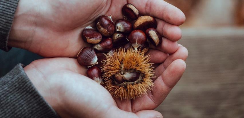 Uskoro niču plantaže pitomog kestena u Sanskom Mostu
