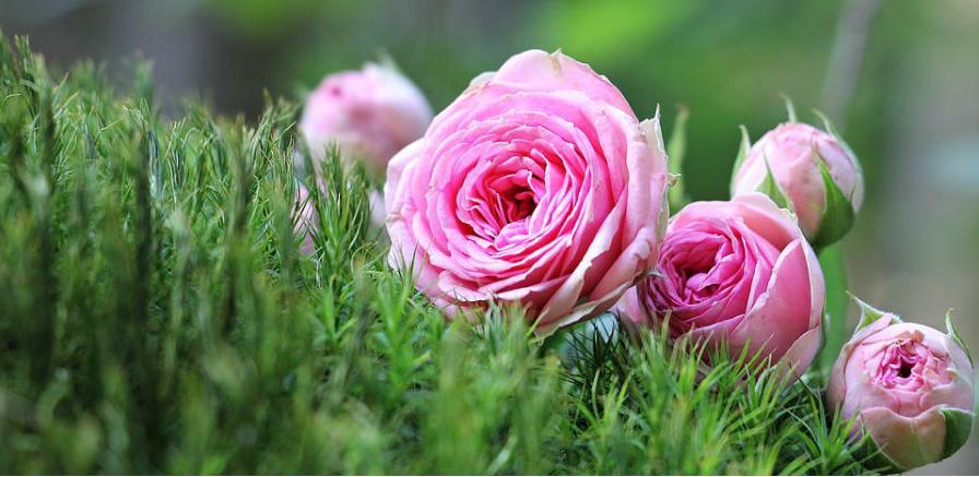 EU polovinu ruža uvozi iz Kenije