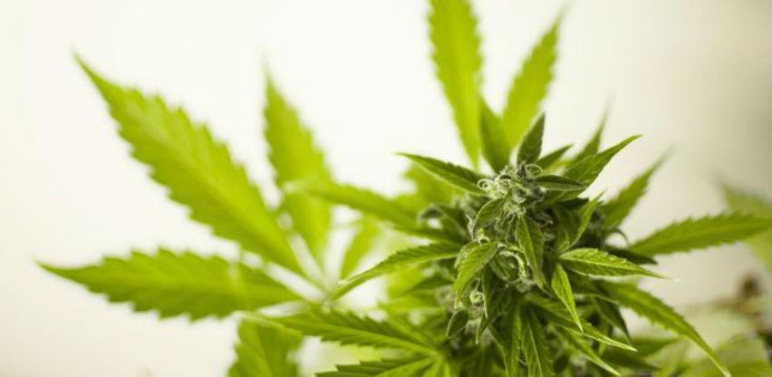 Evropsko tržište kanabisa do 2028. vrijedit će 123 milijarde eura