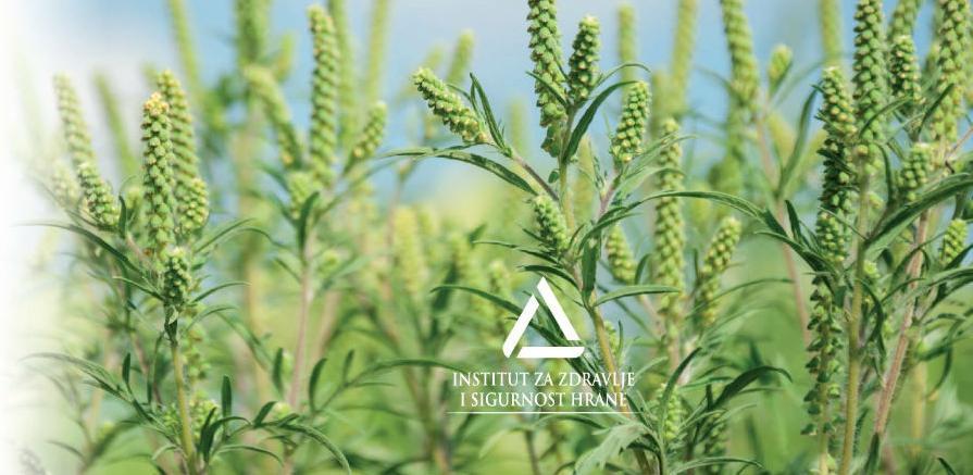 Mjere za sprječavanje širenja i uništavanje ambrozije