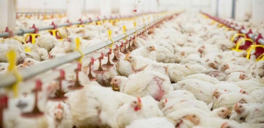 Farmeri trljaju ruke: Živina vodeća u proizvodnji i na trpezi