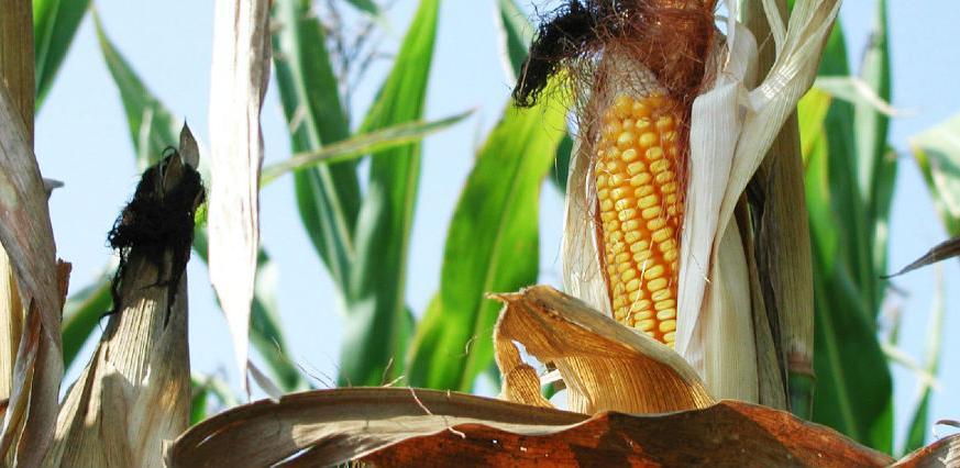 U Semberiji će se graditi biorafinerija za proizvodnju celuloznog etanola