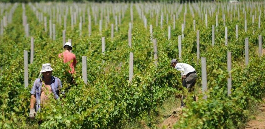 Vinska cesta Hercegovine