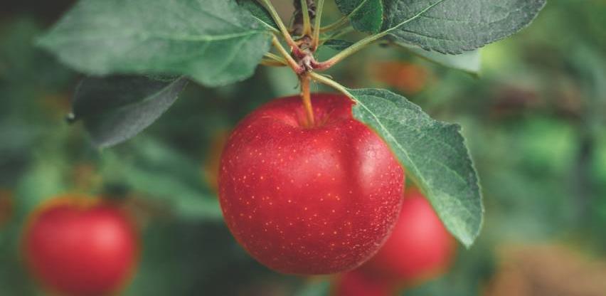 Jabuka