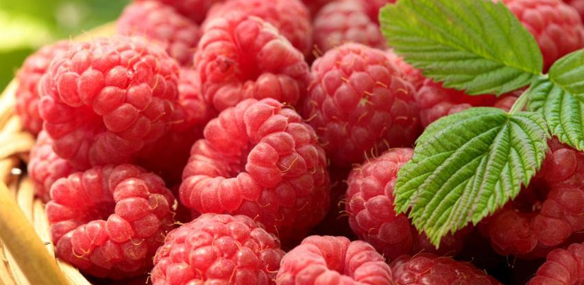 Akontativna cijena maline za ovu sezonu od 2,2 KM za kilogram