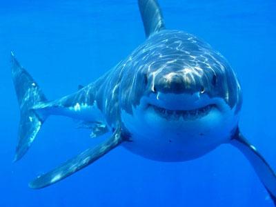 Plaže na Floridi zatvorene zbog najezde morskih pasa