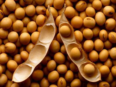 GMO soja sijana u Posavini, Semberiji, Gradišci i Srpcu