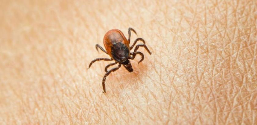 Kako se zaštititi od krpelja?