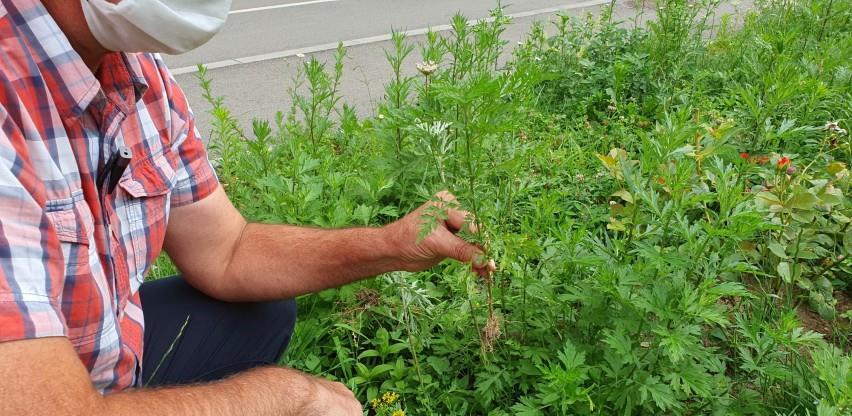 Doba je rasta korovske biljke ambrozije, zaustavite je prije cvjetanja