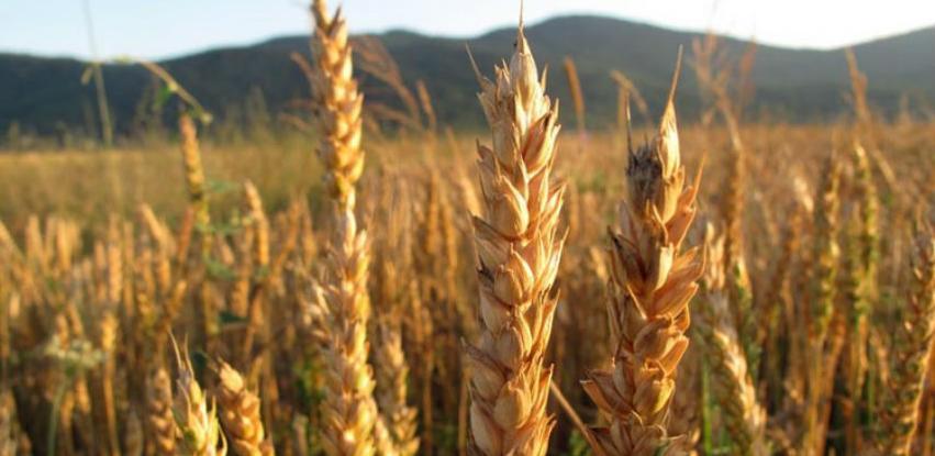 Smanjene zasijane površine većine usjeva na oranicama u BiH