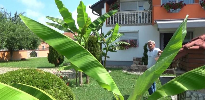 Banana rodila usred Sanskog Mosta