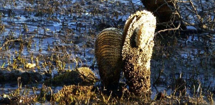 Plemenita periska u opasnosti od potpunog nestanka