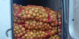 mandarine 