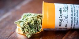 cannabis
