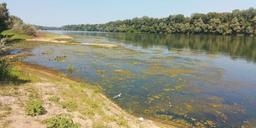 sava