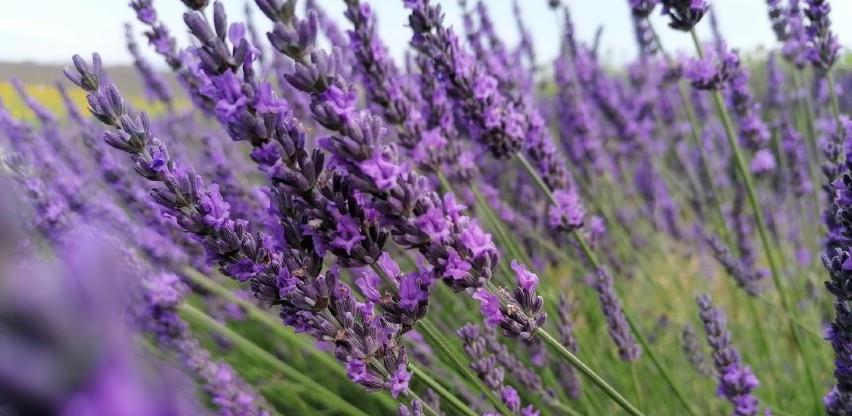 Mirisni putevi – nova turistička atrakcija u Hercegovini