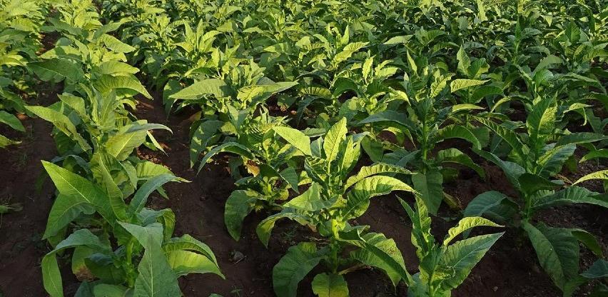 Proizvodnja duhana u BiH na izdisaju