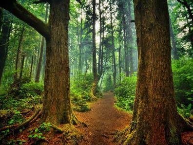 Započeo projekt certificiranja šuma