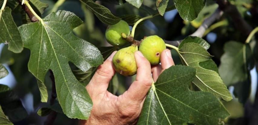 Trebinje: Posao za žene na plantažama maslina i smokava