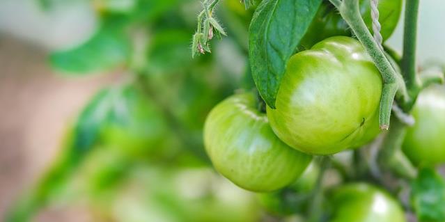 organska proizvodnja