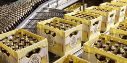 pivo
