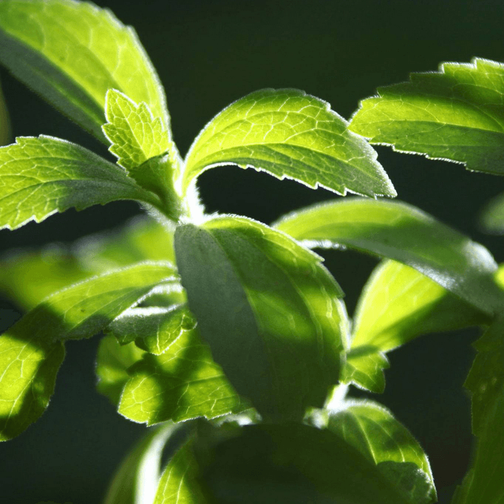Stevija - prirodni zaslađivač koji bi mogao zamijeniti šećer?