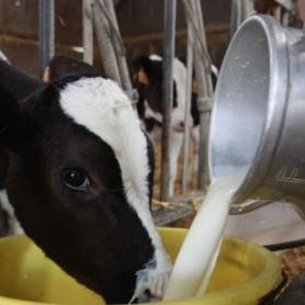 Upitna budućnost malih mljekara u EU-u