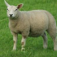 Livno: Savjetovanje o uzgoju ovaca i koza