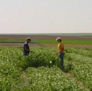 Brčko: Odobreno više od 1.200 zahtjeva za podsticaj u poljoprivredi