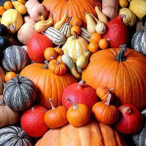 Bundeva - sočna riznica vitamina