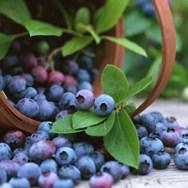 U Bugojnu prvi rasadnik američke visokožbunaste borovnice u BiH