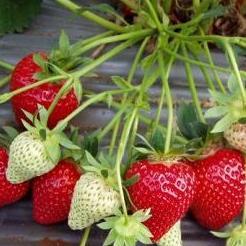 Najava stručnih predavanja za poljoprivrednike 