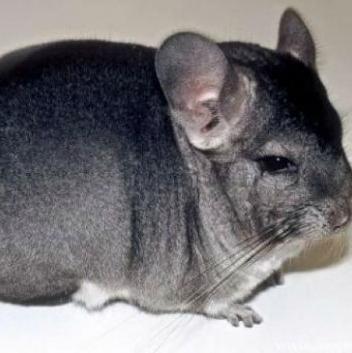 Zabranjen uzgoj činčila za krzno u Hrvatskoj