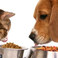 Investicija u Čajniču: Fabrika hrane za kućne ljubimce