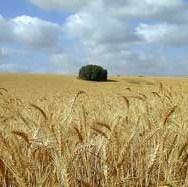 Republika Hrvatska ometa uvoz ječma iz BiH – Od firmi se traži dodatna dokumentacija što je suprotno CEFTA-i