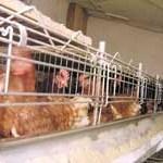 Bh. izvoznicima konzumnih jaja otežan nastup na tržištima Srbije i Hrvatske