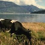 "Cazinski sajam 2009", tradicionalna izložba stočarstva - 26.09. - 17.09.2009. godine