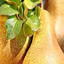 Prijedorčanka planira preradu 14.000 tona raznog voća