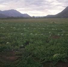 Besjemene lubenice iz Popovog polja na tržištu Norveške