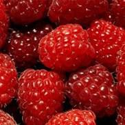 Srebrenica: Stručno osposobljavanje malinara