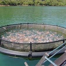 RS: Izvoz ribe duplo veći od uvoza