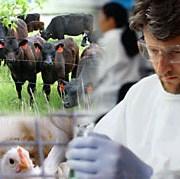 Vlada FBiH usvojila Informaciju o primjeni zakona iz oblasti veterinarstva