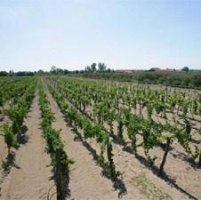 Objediniti regionalne staze vina