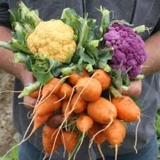 Gradi se otkupni centar: Voće i povrće iz Foče-Ustikoline ide na tržište EU