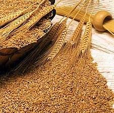 Klas: Spremni smo preuzeti samo kvalitetnu pšenicu iz robnih rezervi