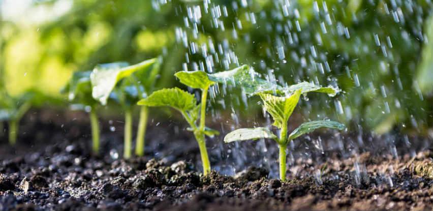 GAJ uzgaja i prodaje sadnice i distribuira repromaterijale za poljoprivredu